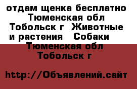 отдам щенка бесплатно - Тюменская обл., Тобольск г. Животные и растения » Собаки   . Тюменская обл.,Тобольск г.